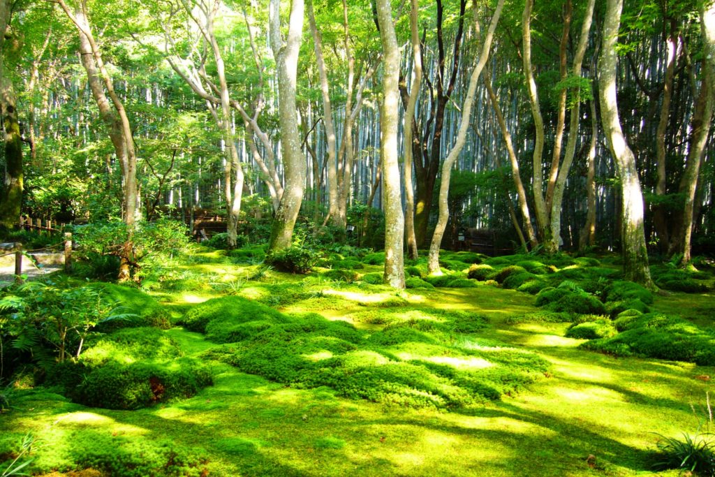 Gio-ji, Moss Garden
