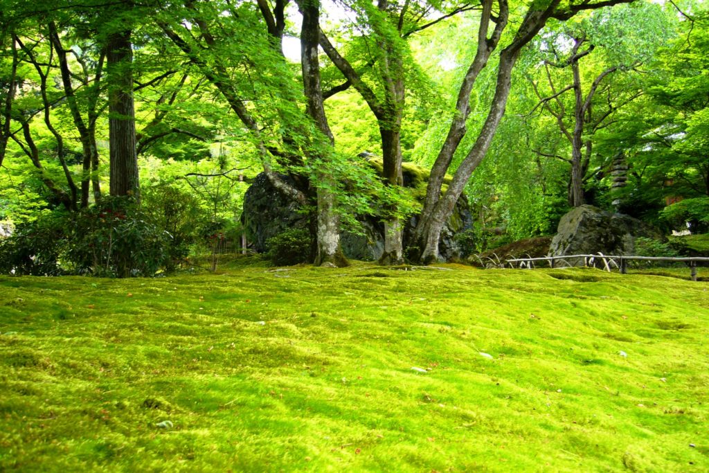 Hogon-in, Shishiku-no-niwa (Garden) (Moss Garden)