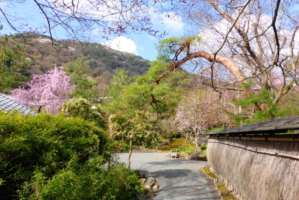 Hogon-in, Shishiku-no-niwa (Garden) (Cherry blossoms)