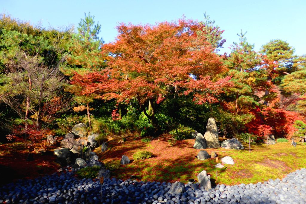 Hogon-in, Shishiku-no-niwa (Garden) (Autumn leaves)