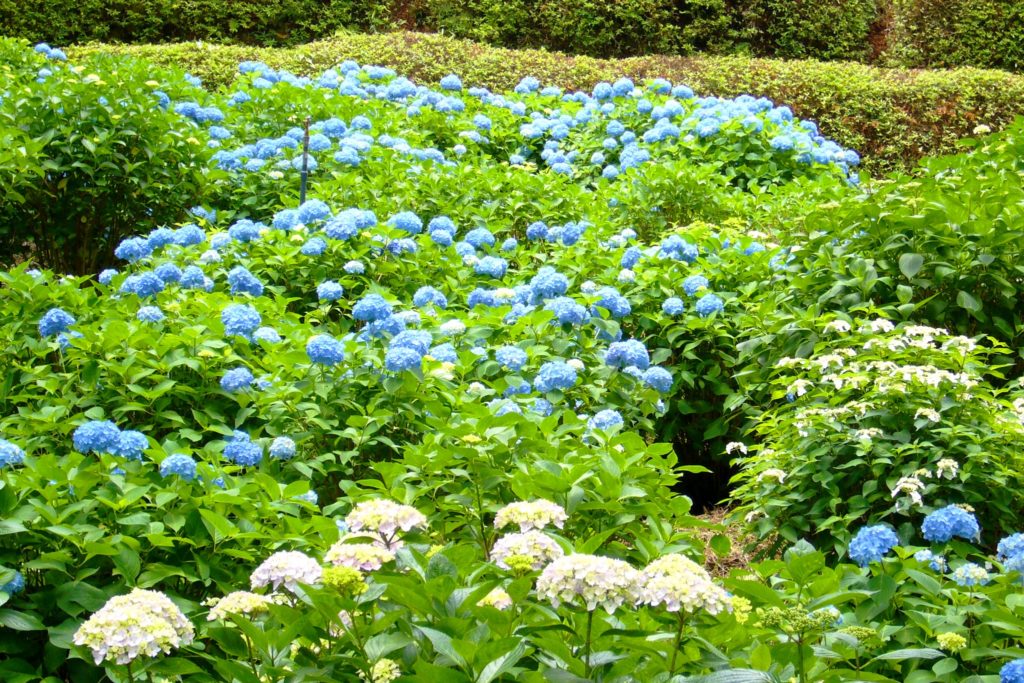 Mimuroto-ji, Hydrangea