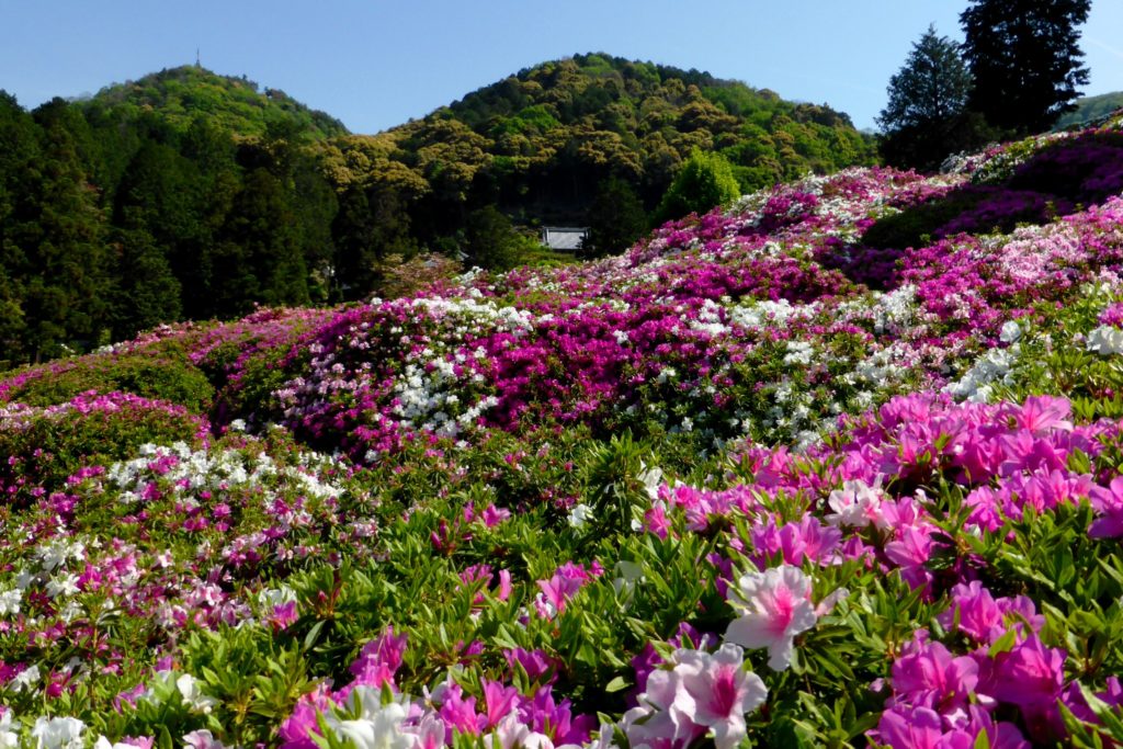 Mimuroto-ji, Azalea