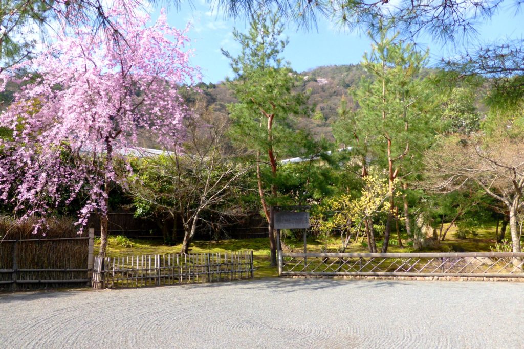 Hogon-in, Shishiku-no-niwa (Garden) (Cherry Blossoms)