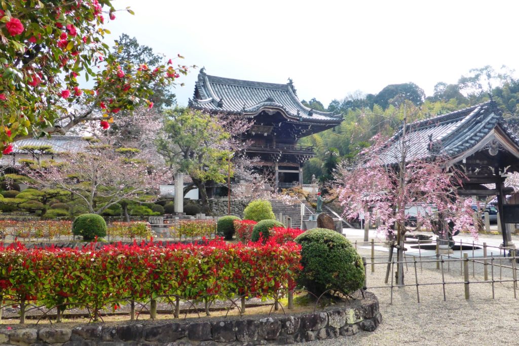 Kokawa-dera, Chumon (Gate) and Cherry blossoms