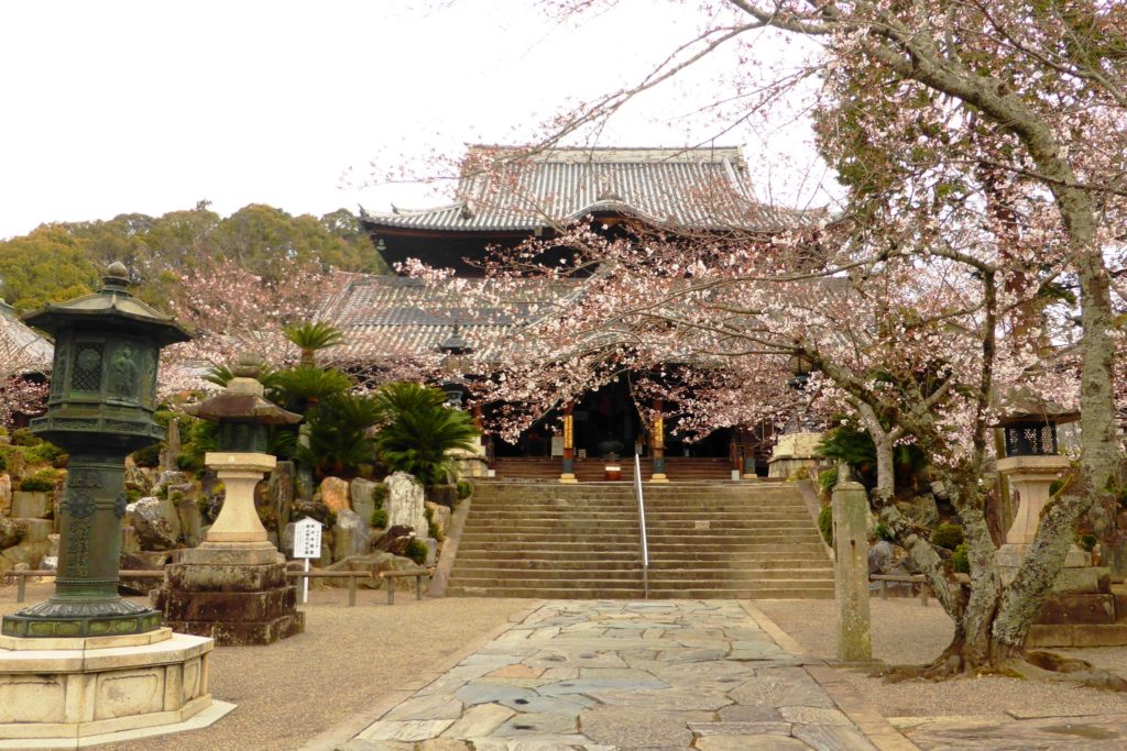 Kokawa-dera, Hondo (Main Hall) and Cherry blossoms