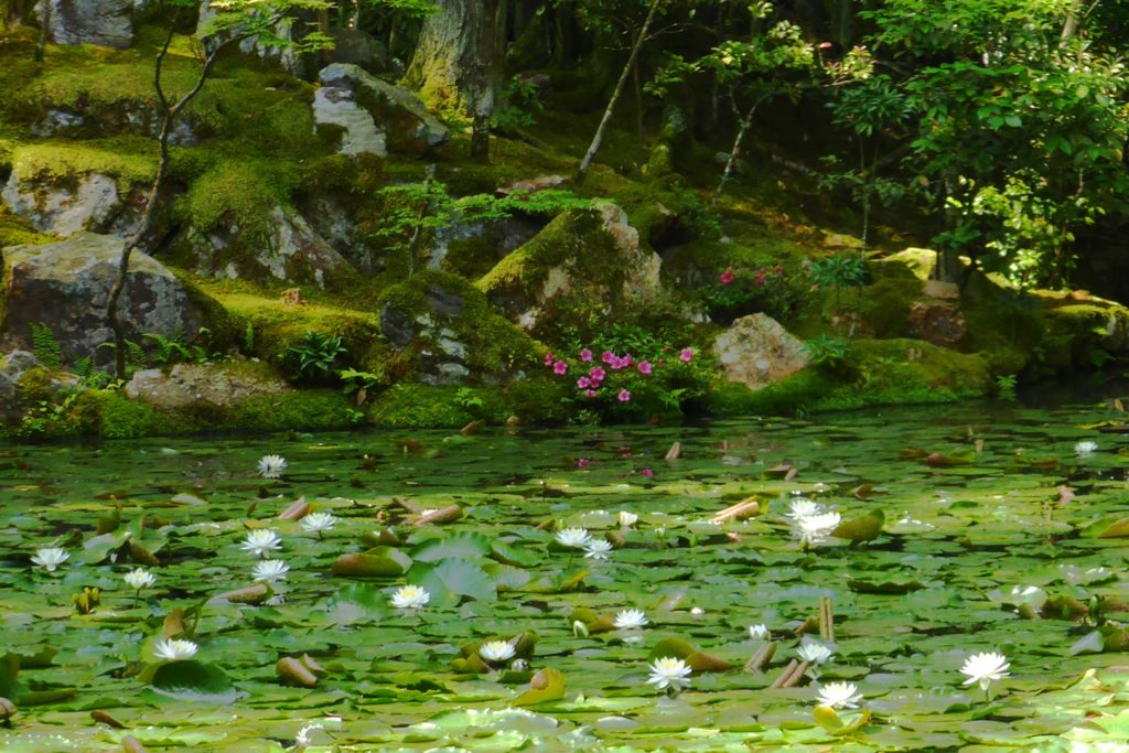 Tenju-an, Water lilies in Garden